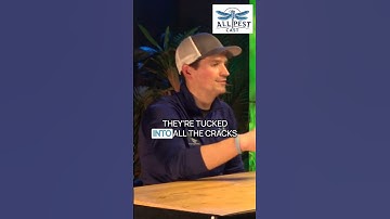 Why Bed Bug Foggers Don’t Work (And What to Do Instead)