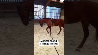 Débutez les longues rênes avec votre cheval  #cheval #chevaux