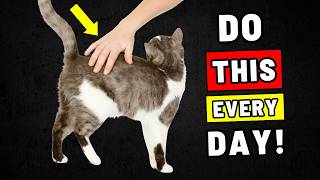 Cats Respect People Who Do THIS