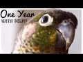 Recap First Year of Delphi the Green Cheek Conure!  Milestones & Highlights | Bird Growing Up