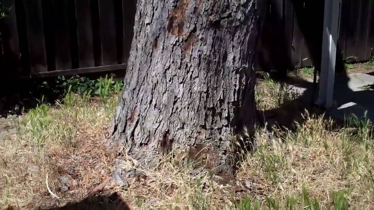 (77) Silver Maple--  What Killed It?