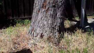 (77) Silver Maple--  What Killed It?