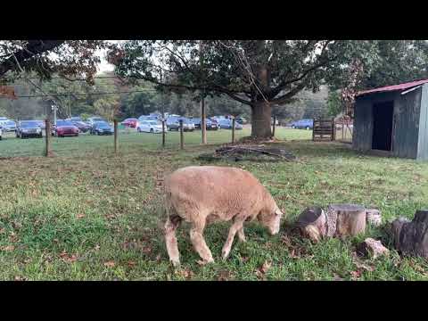 Video: Linvilla Orchards: Udhëzuesi i plotë