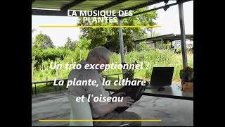 Trio Plante Cithare Oiseau