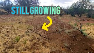 Permaculture Practices Resist High Heat And Drought 2 Months Later Into Monsoon