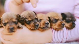 DIY Homemade Puppy Food Recipes Easy and Healthy | cute puppy video ever 🐕