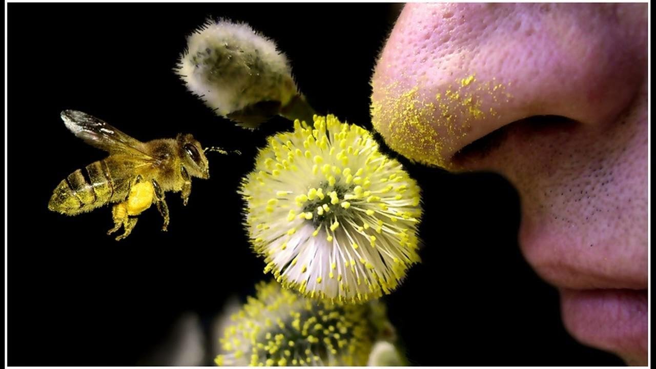 Пыльца это 3. Пыльца растений. Нюхает цветы. Нюхает одуванчик. Пыльца на цветке.