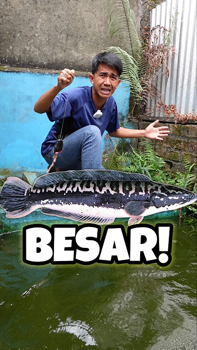 INI TOMAN TERBESAR YANG AKU PELIHARA DENGAN USIA 10 TAHUN