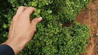 Spekboom restoration notes: Herbivory in degraded thicket landscapes and how that affects spekboom