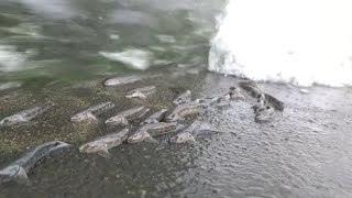 川のクライマー～ボウズハゼ＆ヨシノボリのリバークライミング～