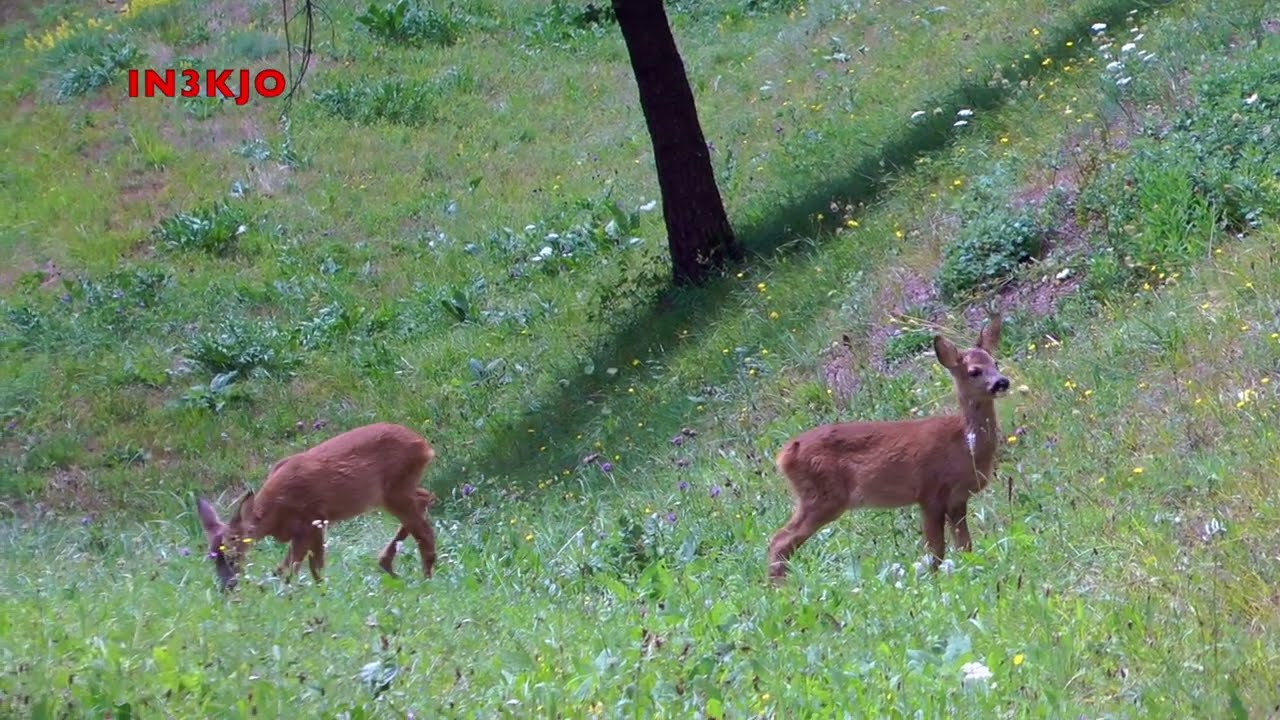 CERVIDI PASCOLATORI INTERMEDI