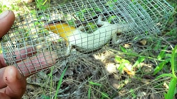 Phong vũ đặt lợp rắn mối / hai ngày bao vây khu vực vườn chanh kết quả quá khủng