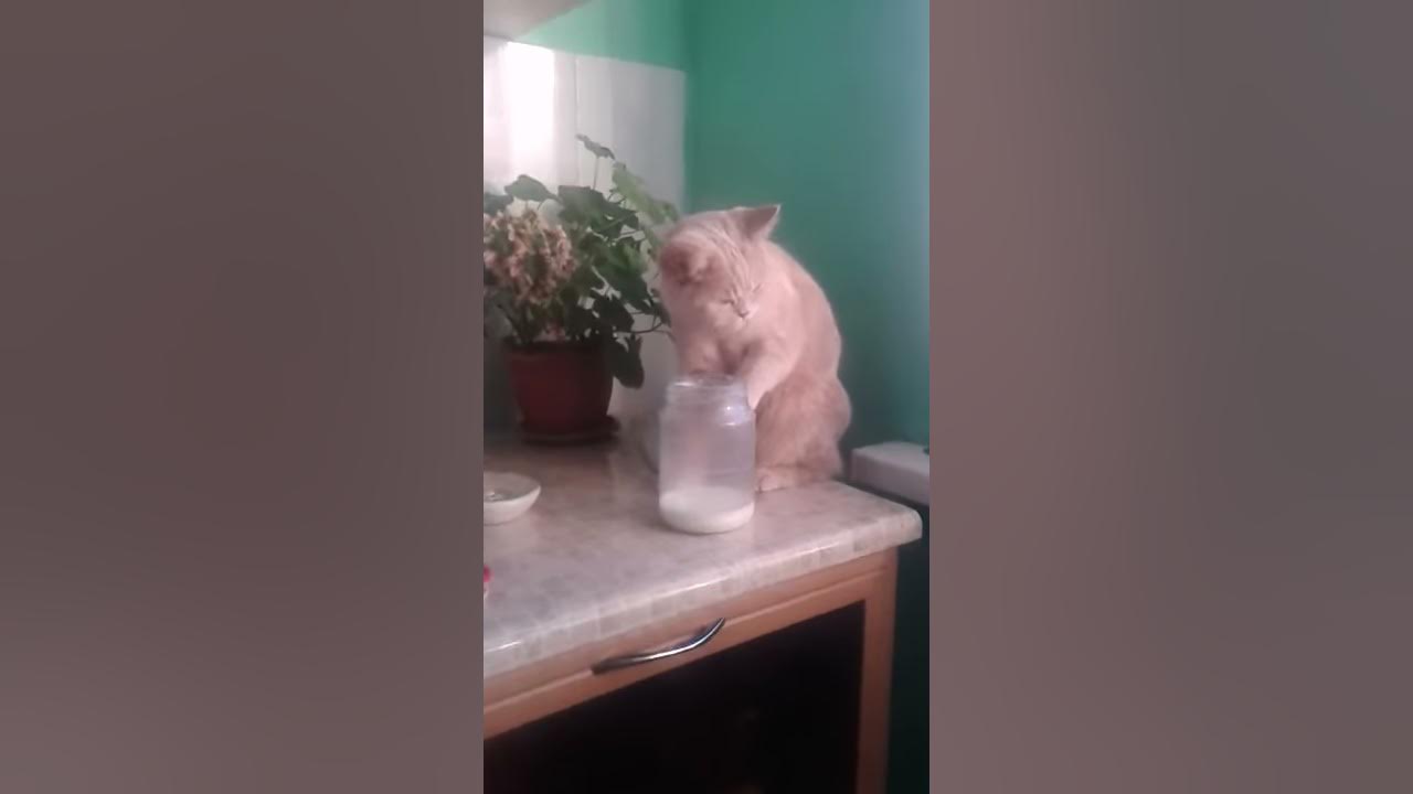 Кошка пьет молоко - YouTube