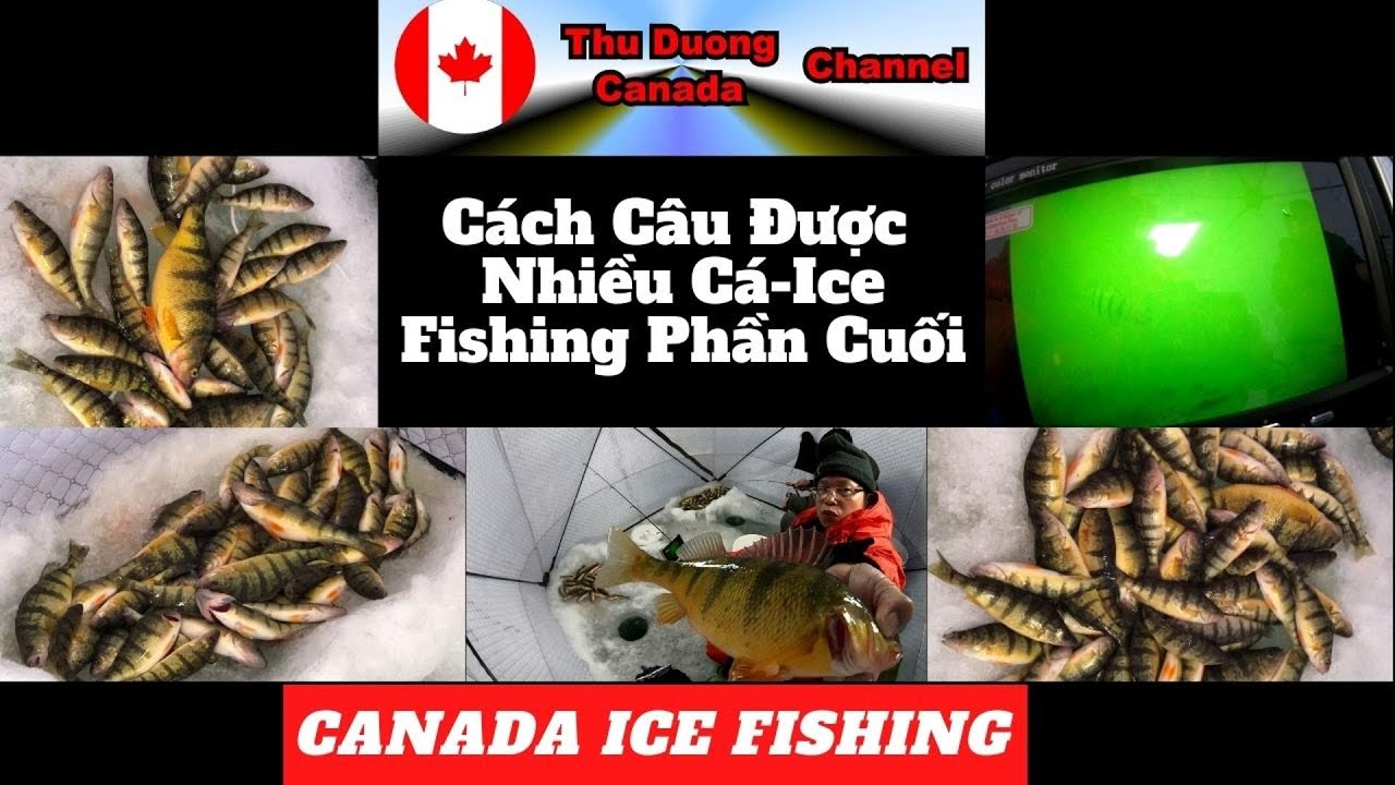 Cách Câu Được Nhiều Cá Ice Fishing Phần Cuối-Thu Duong Canada Channel