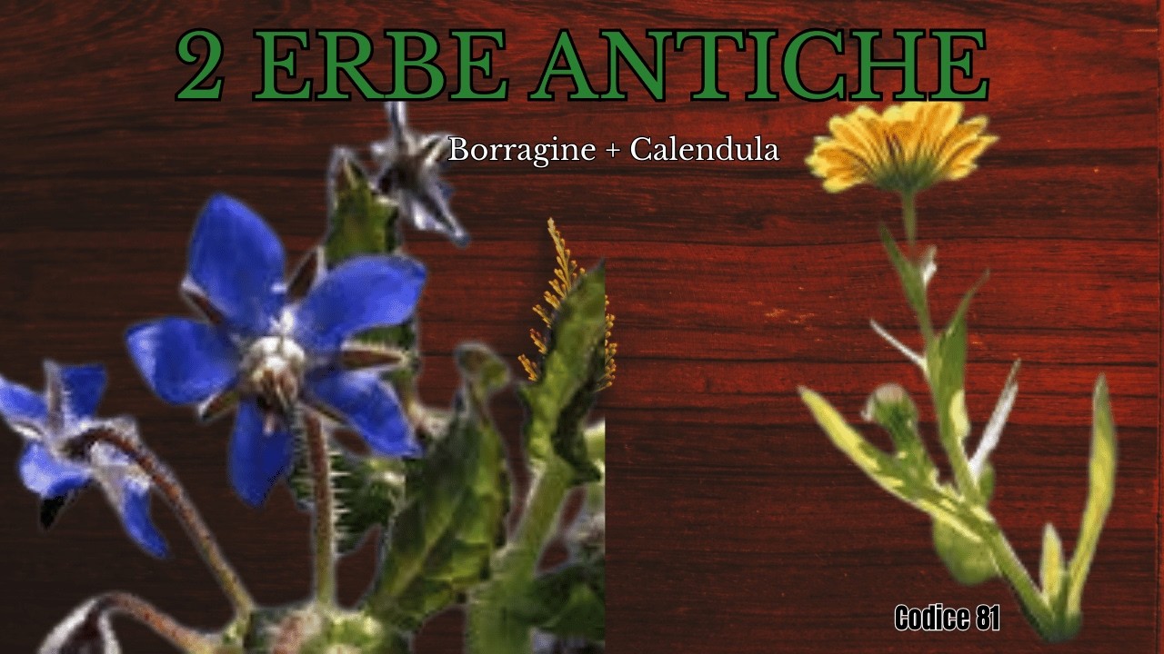 Borragine e Calendula – Nutrire e Proteggere | Codice 81 #15