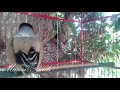 Terapi Cendet Full Isian Masteran Kacer Murai Batu Cucok Ijo Menit Nyaut Mp3 - Mp4 Download