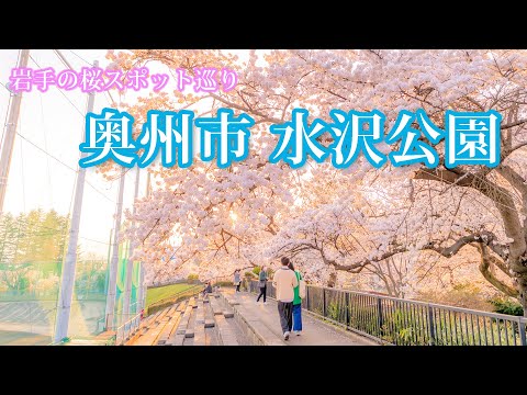 【岩手の桜巡り】奥州市・水沢公園の桜(4K UHD)
