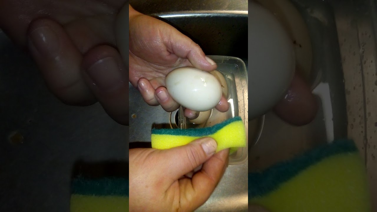 Чем обработать яйца перед закладкой в инкубатор. Подготовка яиц. Дезинфектор куриных яиц. Подготовка яиц к пуску в производство. Как подготовить яйца к инкубации.