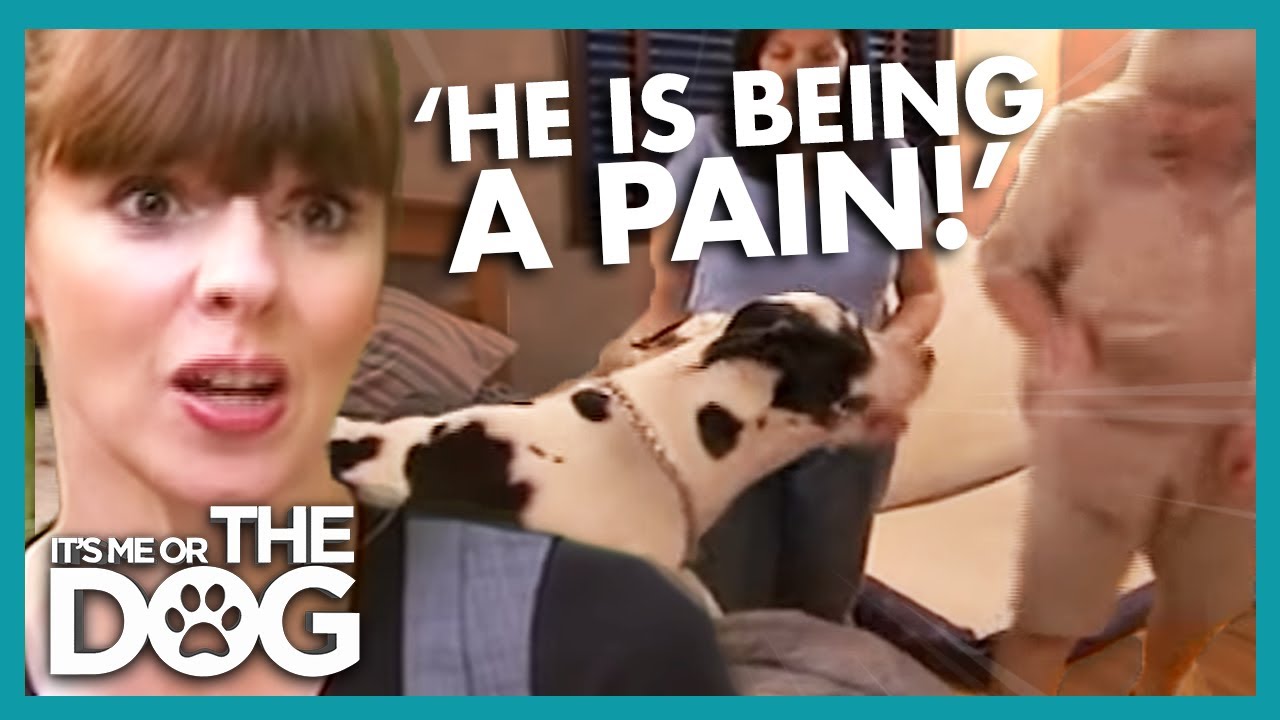 puppy training potty My Dog Has Become a Really Annoying Friend | It's Me or the Dog