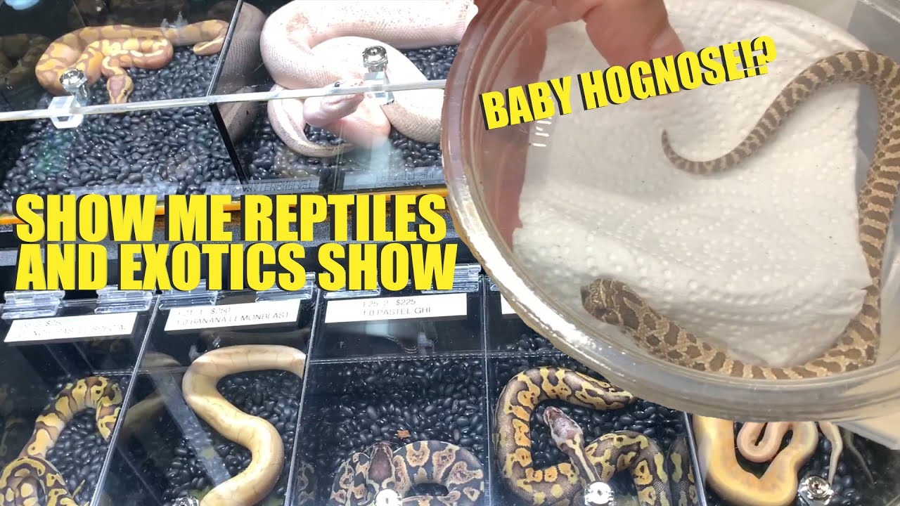 Show Me Reptile And Exotics Show | Janesville WI | 2020 - YouTube