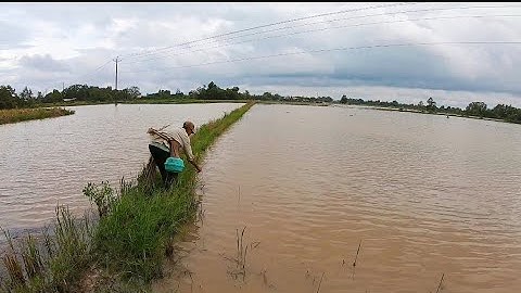 Cắm câu cá lóc mùa nước nổi quê mình dính toàn cá ngon