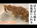 ぼろぼろ猫をどうにかキレイにする【シンバ編2】