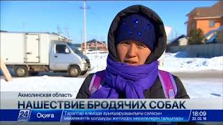 Отстрел бродячих собак разрешили в поселке Косшы близ Астаны Отстрел бродячих собак разрешили в поселке Косшы близ Астаны