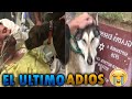 Perro llorando en la tumba de su dueño / Animales dan el ultimo adiós