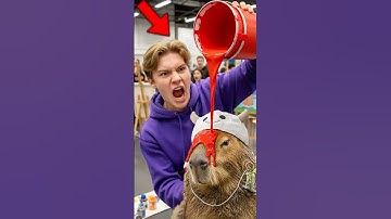 He RUINED CAPYBARA’s Painting 🖼️ #capybara #animals