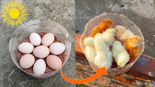 How to hatch eggs at home without incubator \/\/ amazing eggs hatching without incubator