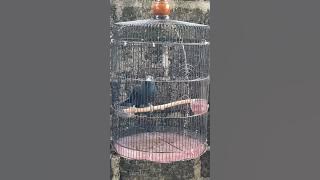 Burung tuwu Masih trotol tapi sudah mulai bunyi #koel #koelbird #burungendemik #burunglangka 