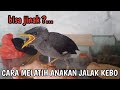 cara melatih anak jalak kebo