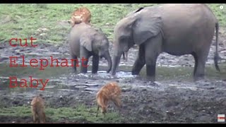 Elephants Baby Elephant Sounds Cut Elephant Baby