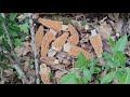 big yellow morels under apple trees. #morels #foraging