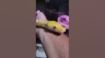 SPOILED Lavender Reticulated Python #retic #reticulatedpython #petsnake #snakekeeper #snakebehavior