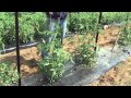 How to Grow Tomatoes: Trellis