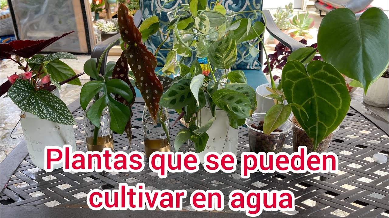Plantas  de interior que se pueden cultivar en agua