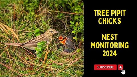 Tree Pipits feeding chicks | Nest Finding & Monitoring 2024