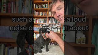 Dog anxiety home acupuncture hack