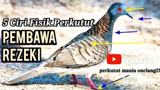 5 ciri Fisik perkutut pembawa rezeki, no 5 sangat bagus dan Cocok dipelihara