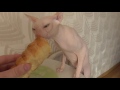 Кот сладкоежка сфинкс. Сat Sphinx eating cake.