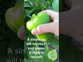 Optimal pepper harvesting time tips for a bountiful garden