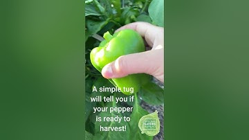 Optimal Pepper Harvesting Time: Tips for a Bountiful Garden