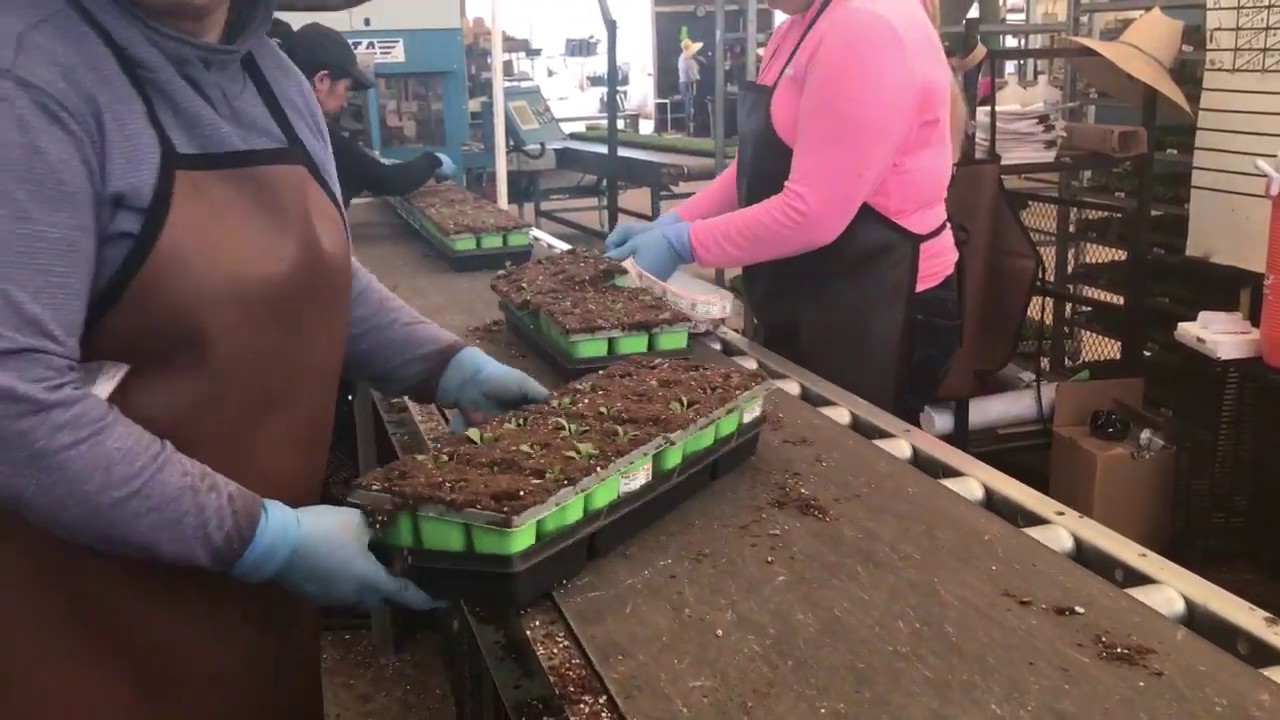 Altman Plants - Lake Mathews Production