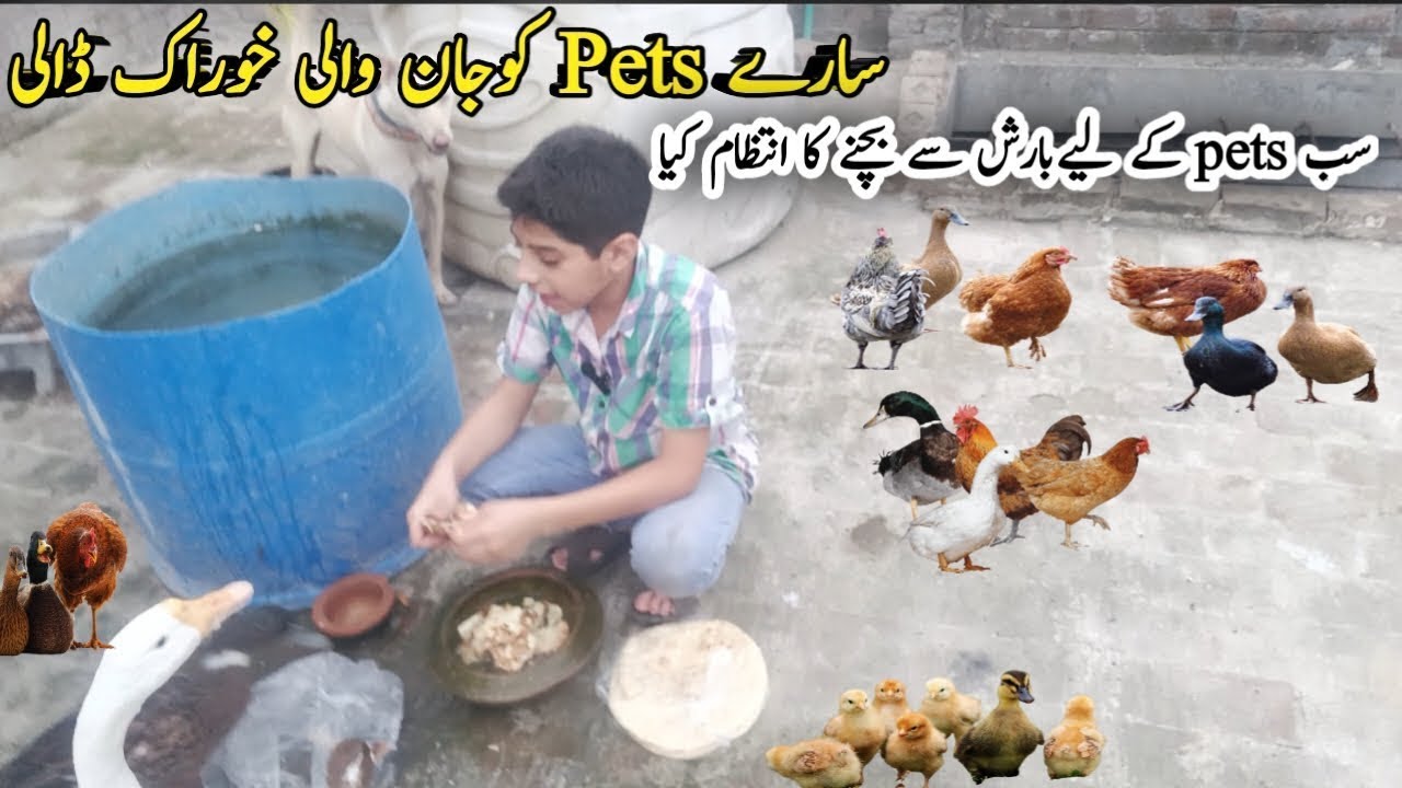 Walli ne pets k lye Kamal ki healthy 🥦🍎🥗🍌diet ready ki😁