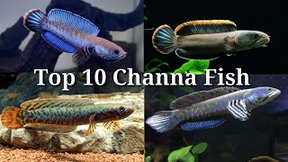 Top 10 Amazing Dwarf Snakeheads Fish #81