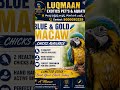 ✨ BLUE &amp; GOLD MACAW CHICKS AVAILABLE ✨💙💛 Blue &amp; Gold Macaw Chicks🐣 2 Healthy Chicks Available🦜