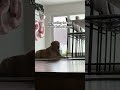 @rigatonithegolden1: Drama Llama over here #dog #doglover