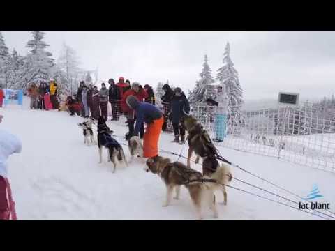 Course De Chiens De Traîneaux Station Du Lac Blanc 68370