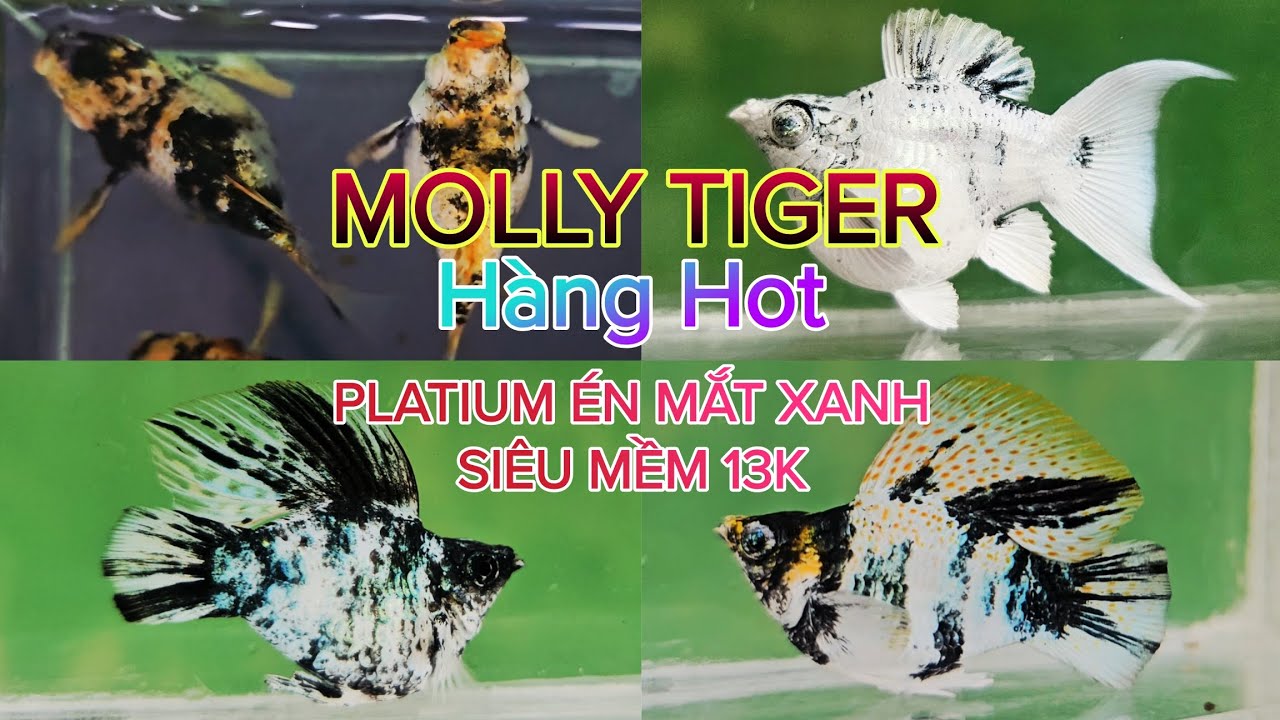 Molly Tiger đang gây sốt, Sale Ngựa Vằn, Hắc Molly, Platium én mắt xanh siêu mềm